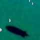 The undated handout shows the shadow of an airship on Lake Zurich, Switzerland. For the first time sightseeing flights in an airship over Zurich can be booked, Skycruise Switzerland announced Tuesday, Aug. 6, 2002. Up to 12 passengers can enjoy the unique view above Zurich.